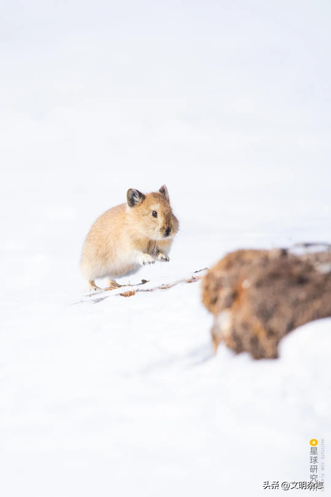 兔子来阳台,兔子来到新家