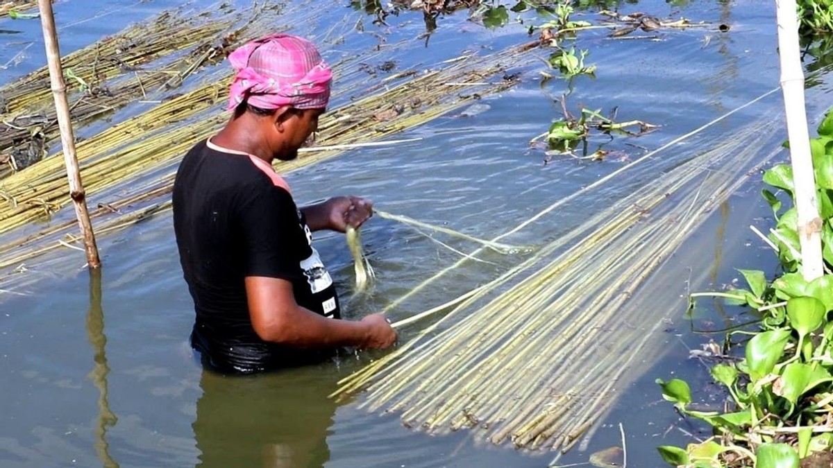 中国没人种的黄麻，为何却被印度当成“铁饭碗”，养活近千万人？