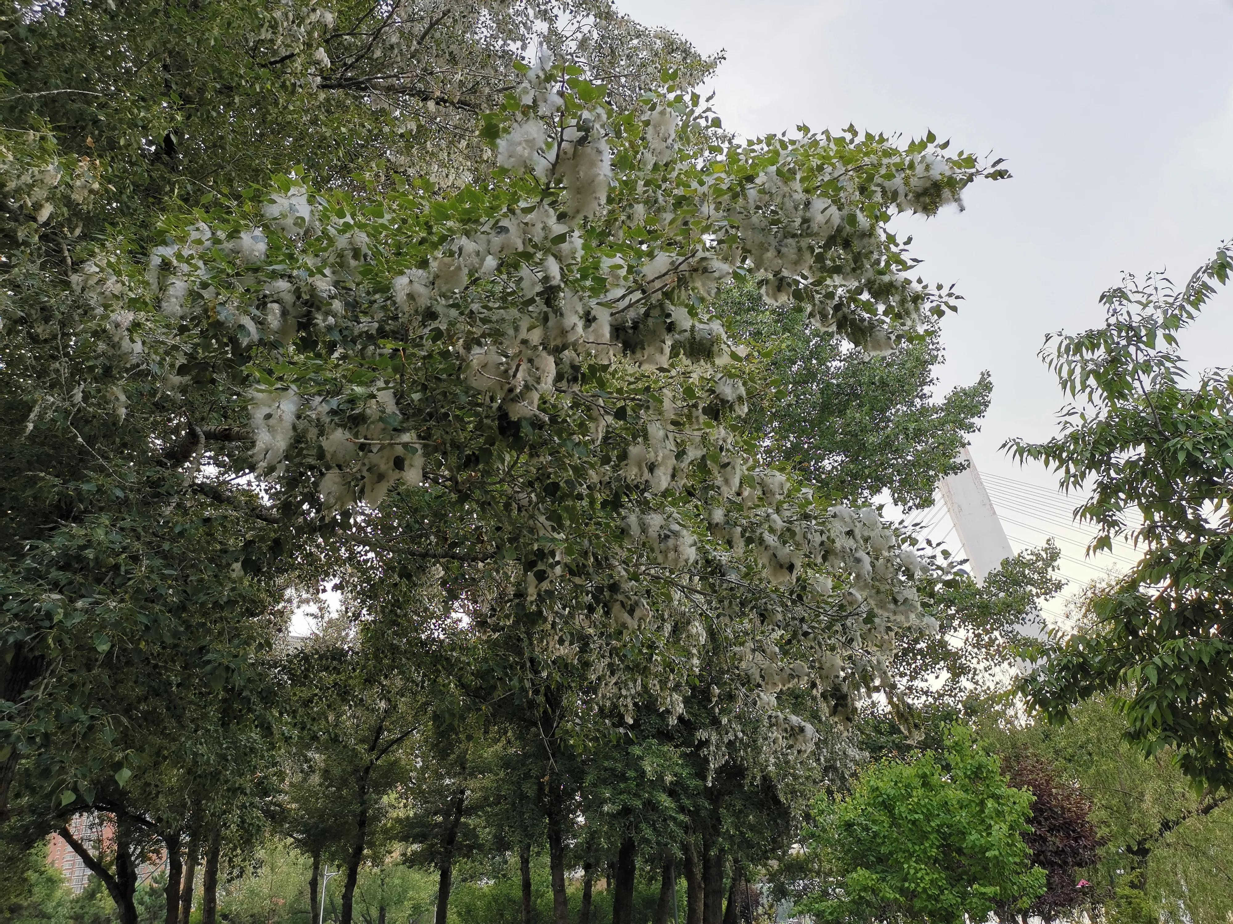 沈阳奥林匹克生态公园划船,浑南滨河公园