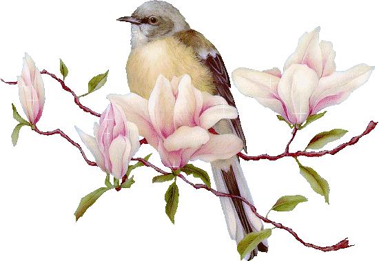 鸩羽有多毒,秦时明月鸩羽千夜