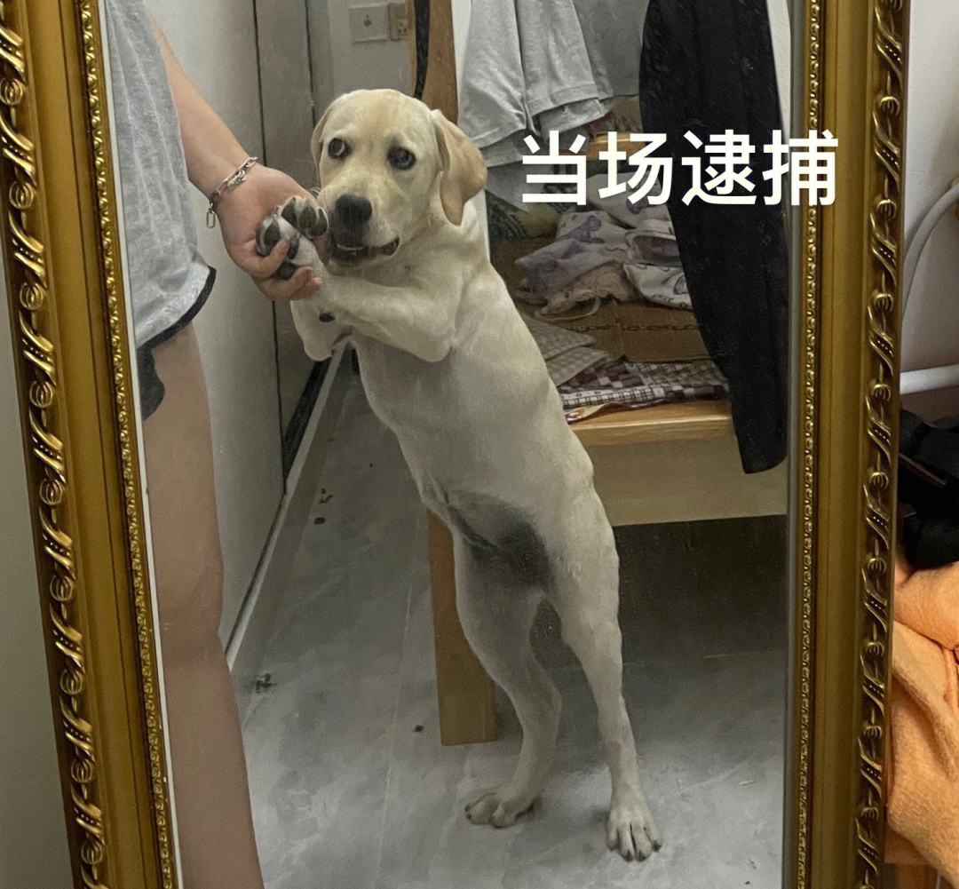 拉布拉多的优点和缺点真实版,新手养一岁的拉布拉多基础知识