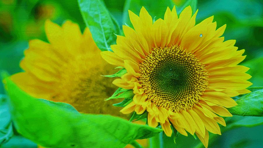 兼顾高亮度和0仰角超短焦,理光RU226ST商务投影仪上手评测