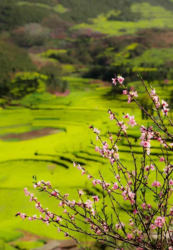 春风吹拂大地一片生机,春风吹拂生机盎然
