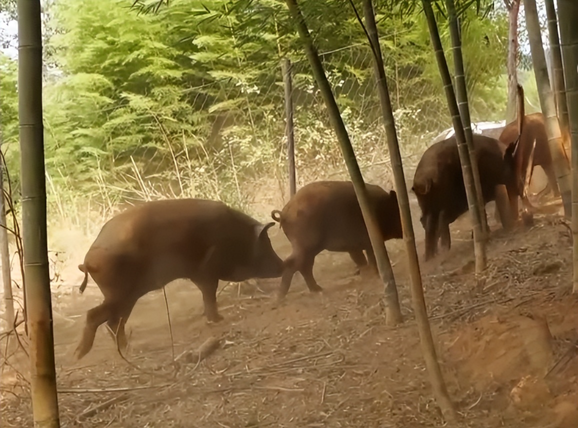 福建男子养“跳跳猪”，一斤猪肉最高卖出125元，年销售额达600万