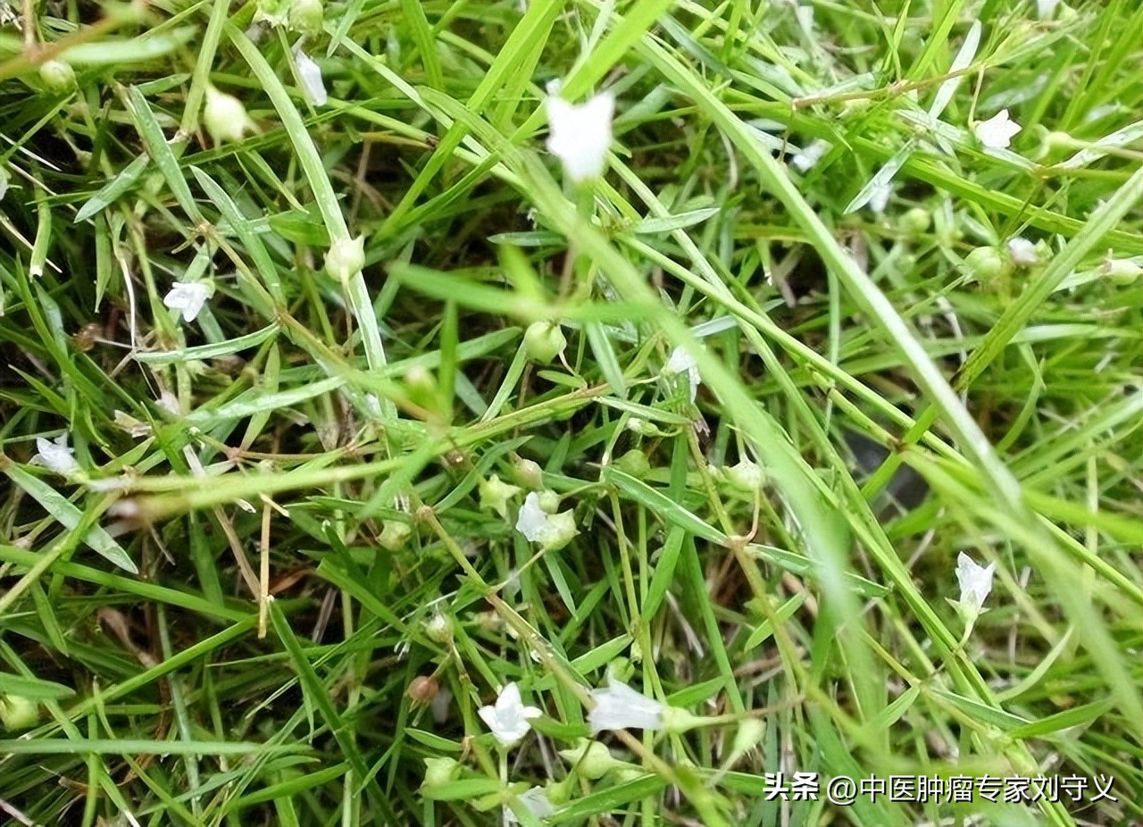 一味中药白花蛇舌草的功效,中药白花蛇舌草的功效治什么病