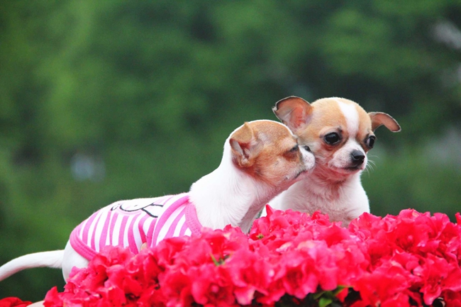 吉娃娃挤肛腺的方法,吉娃娃肛周肿大