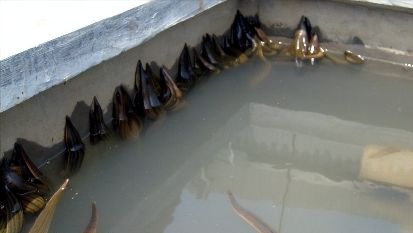 水蛭立体养殖箱制作材料,牡丹江水蛭立体养殖