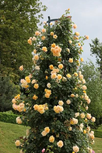 法国玫瑰花园,法国玫瑰花香沐浴露正品