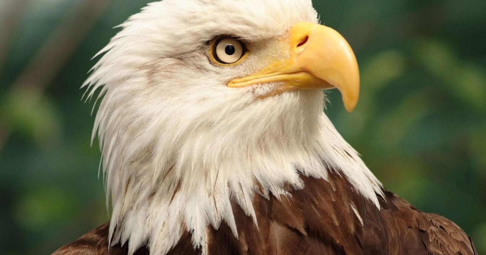 老鹰一般会袭击人么,老鹰会主动攻击人类吗