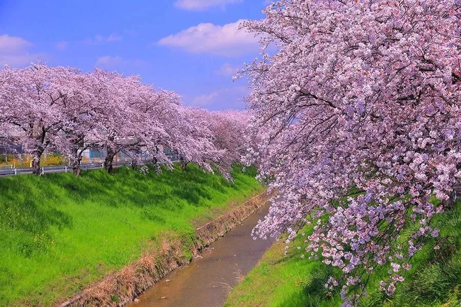 日本樱花春日游,关于日本的仙气美景樱花