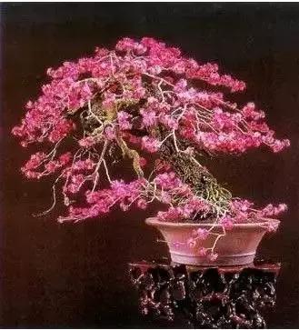 梅花老桩盆景,梅花盆景制作