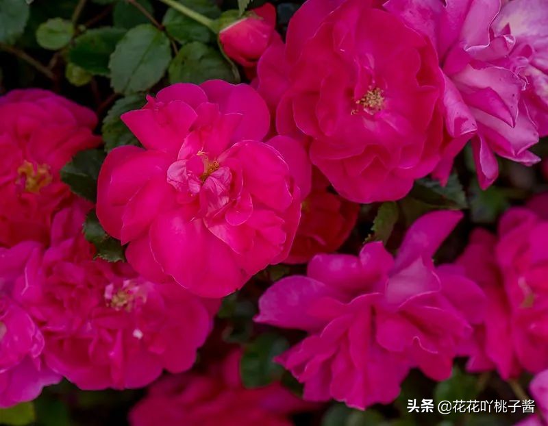 2019月季新品种金奖,超新品月季有哪些品种