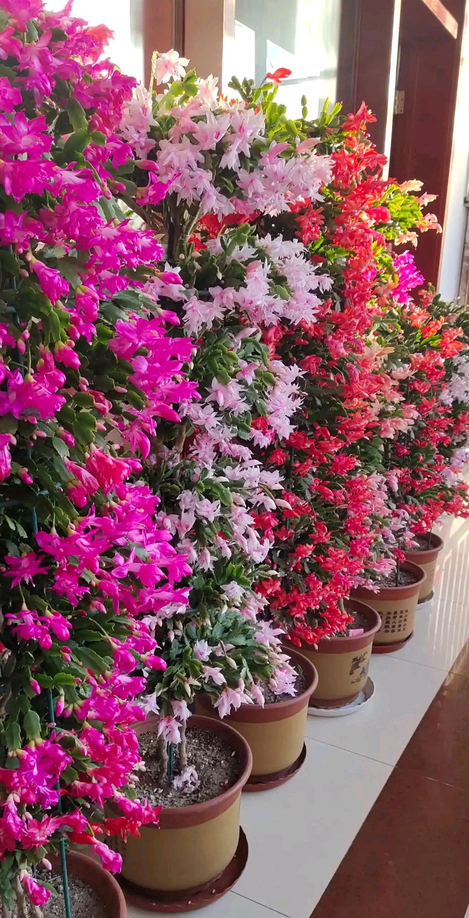 被水浇死的盆栽,容易浇死的植物