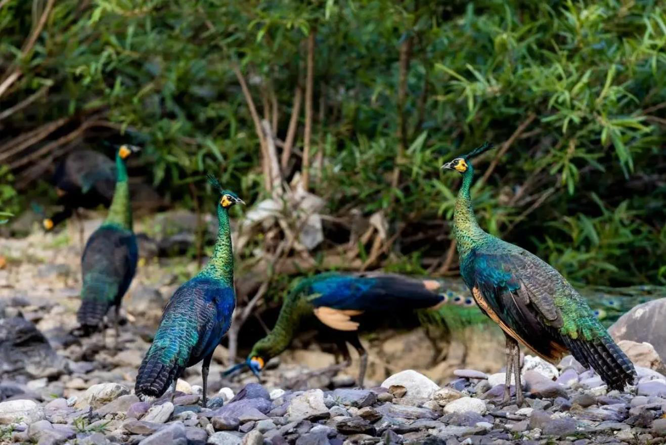 鸡窝真能飞出“凤凰”！安徽居民家中惊现大鸟，专家竟认错物种？