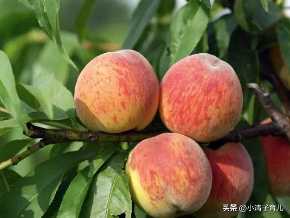 孕妇吃水果有哪些禁忌,怀孕期间孕妇吃水果有讲究