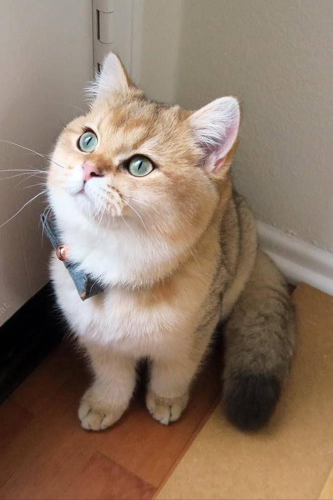 常见的18种宠物猫,性格、价钱和寿命一览