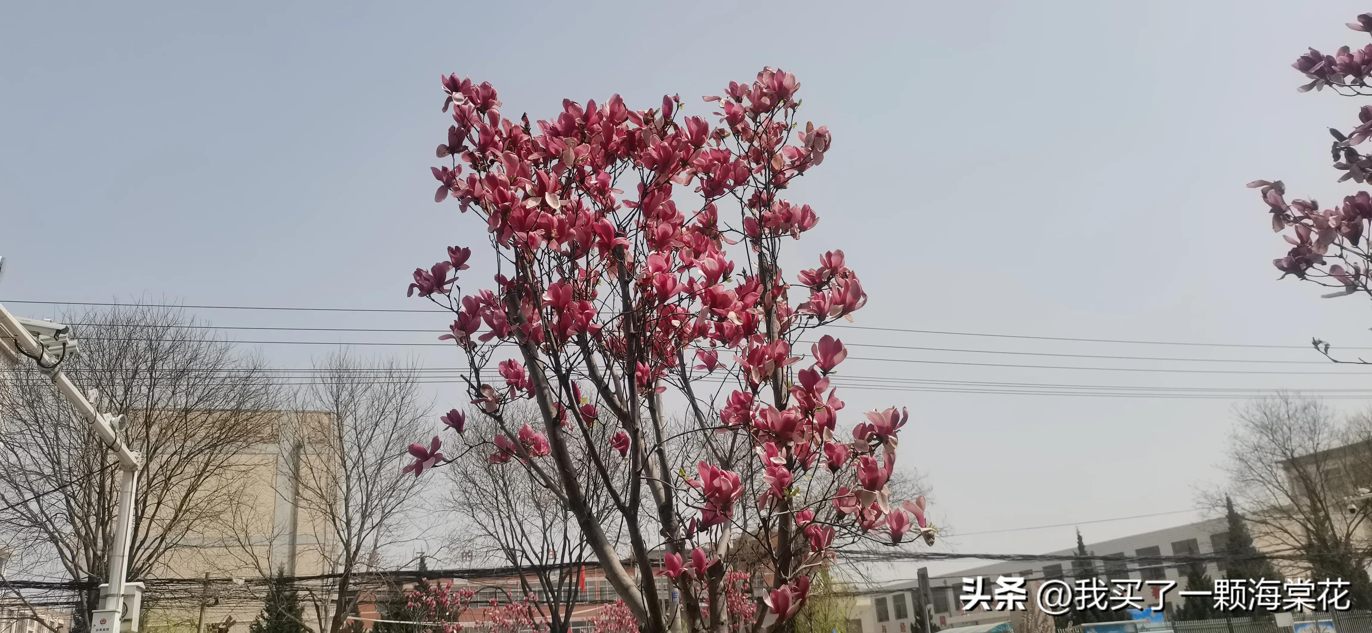 春寒料峭玉兰花开,春意渐浓玉兰花图片