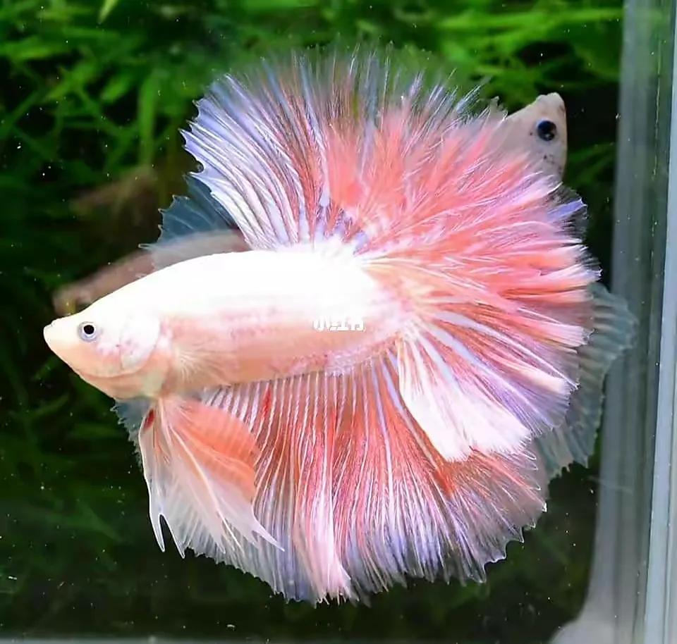 斗鱼如何养出最佳状态,专业斗鱼饲养教程