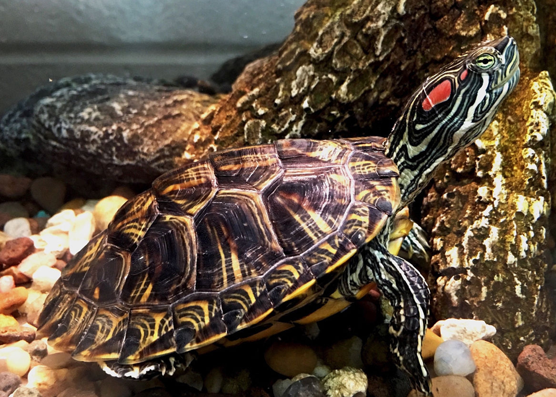 宠物乌龟饲养方法,宠物乌龟的饲养方法大全图解