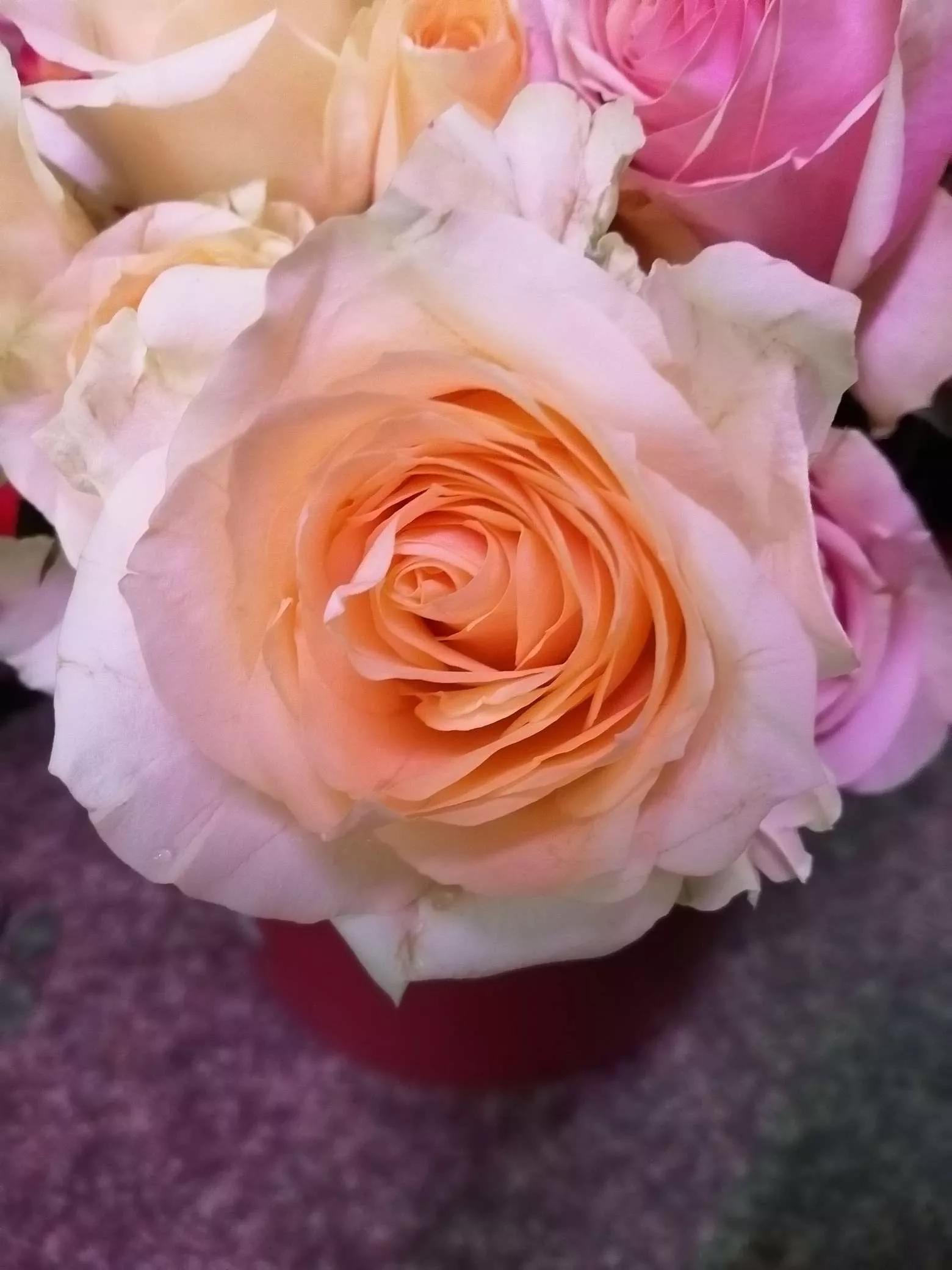 花草种类名称介绍,各种各样的花草名称大全