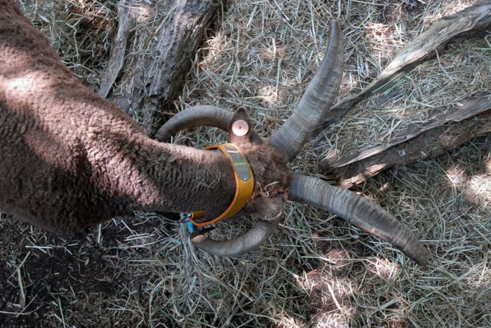 80个神奇的真实照片，不高兴的狗子，崎岖的铁路，倒立劈叉拉筋