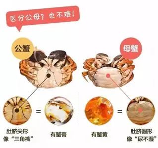 金秋时节与大闸蟹的一场美味邂逅,金秋吃蟹好时节