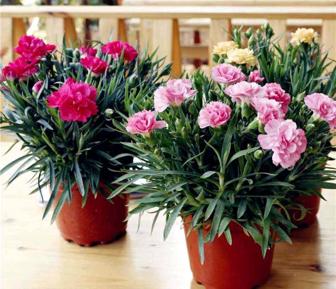 100种花能养在阳台上，50种开花的，40种绿植，10种蔬果