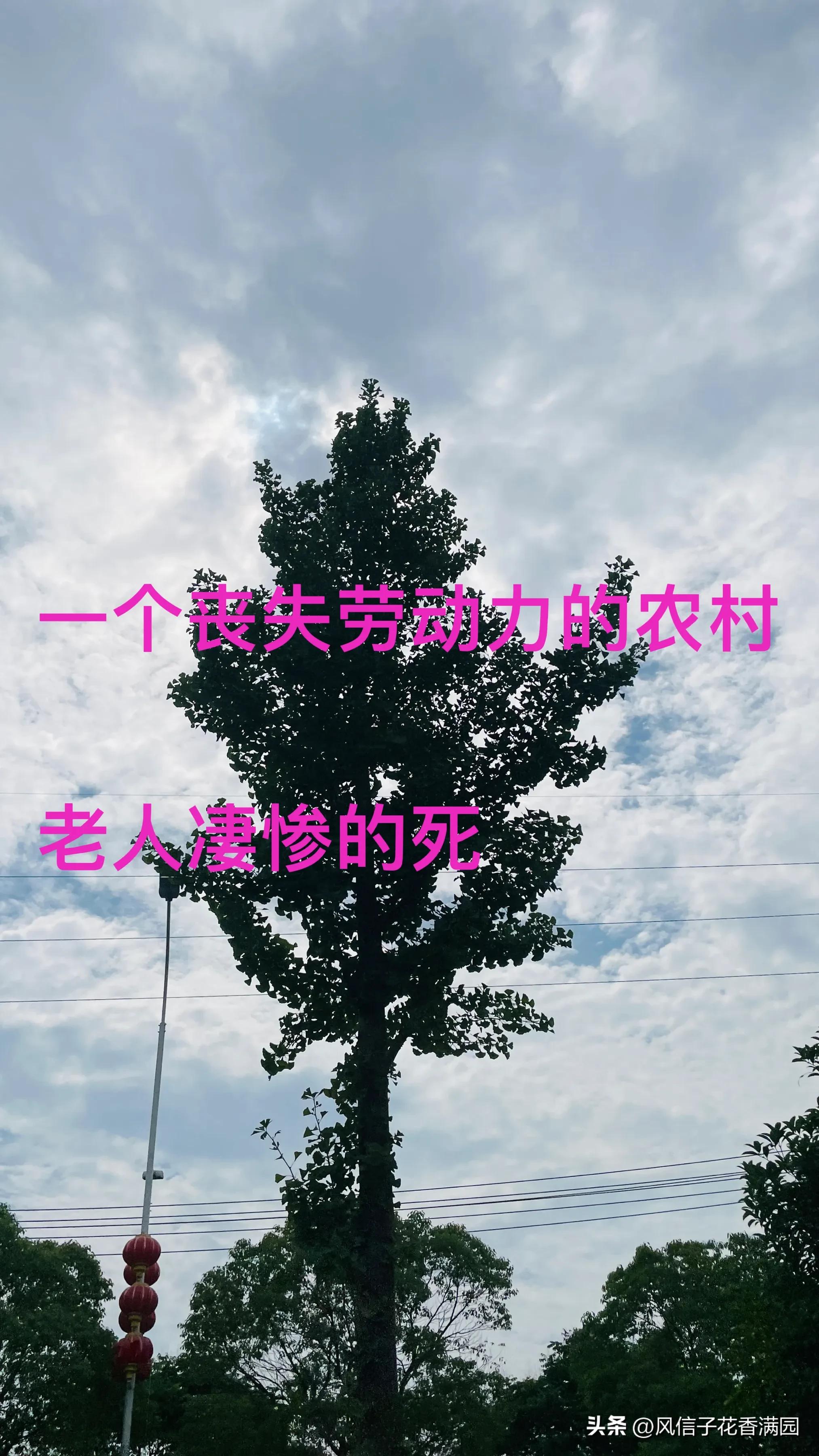 一个丧失劳动力的农民该怎么办,一位贫穷老人的悄然离世