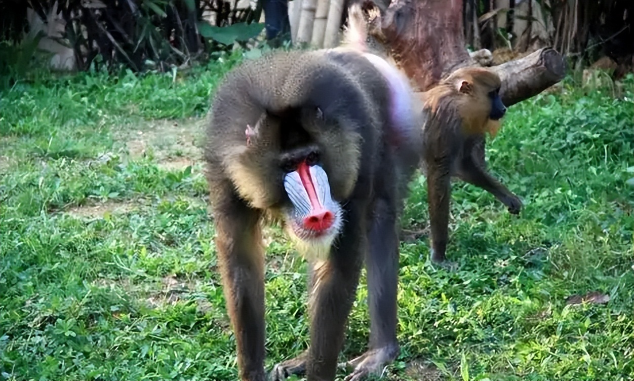 国人害怕的老猫猴子，居然是从非洲来的？黑毛白脸的怪物是什么？