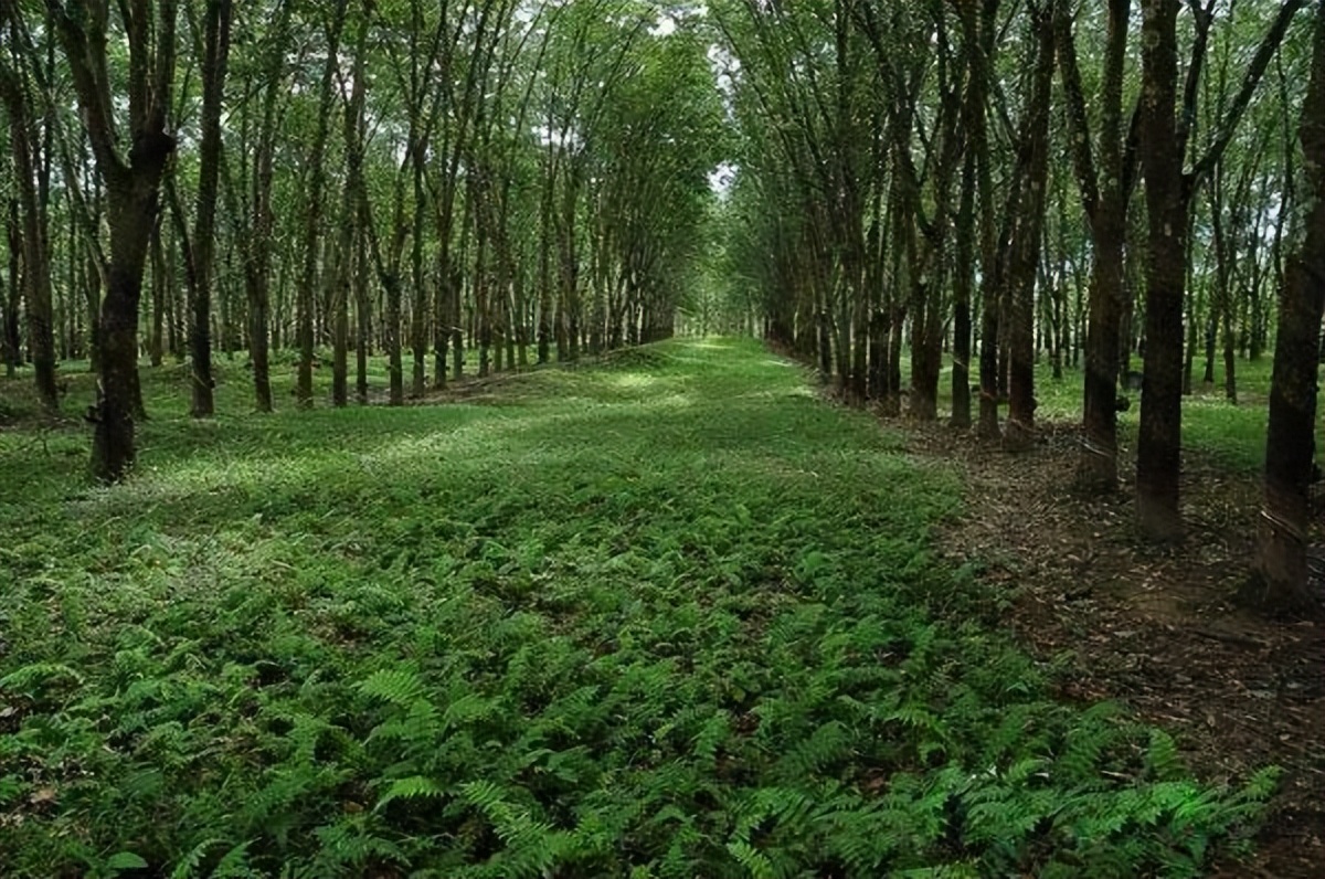 夏天醒来汗津津，这张乳胶冰感席，降温7度，舒爽又柔滑