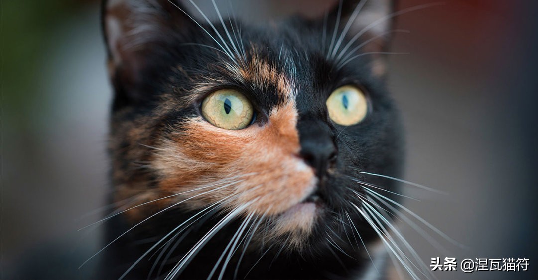 中国猫咪品种玳瑁猫,田园玳瑁猫的嘴