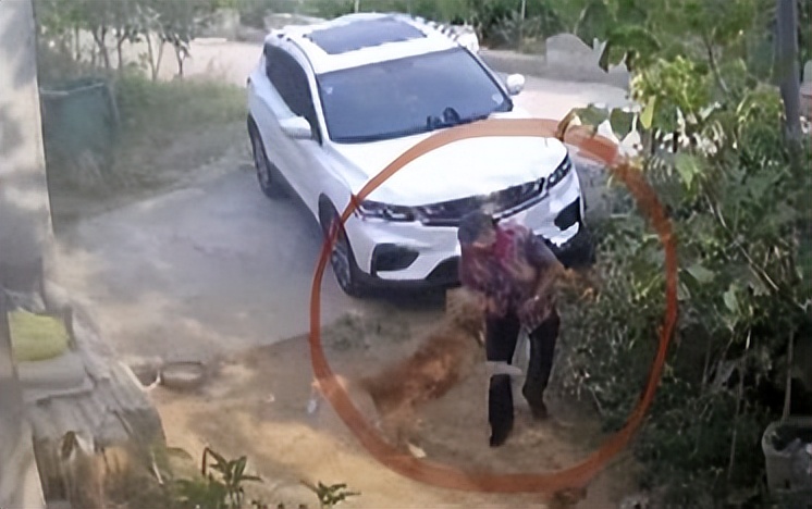 回顾贵州老人山上晨练，被杜高犬一路跟随，最终被2只杜高犬撕碎