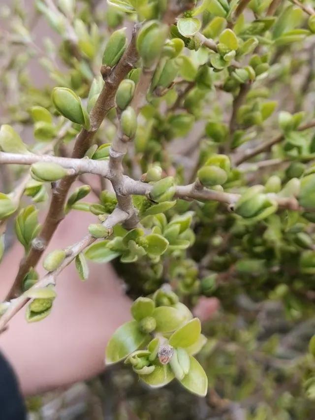 柳叶，春日里切不可辜负的美味……