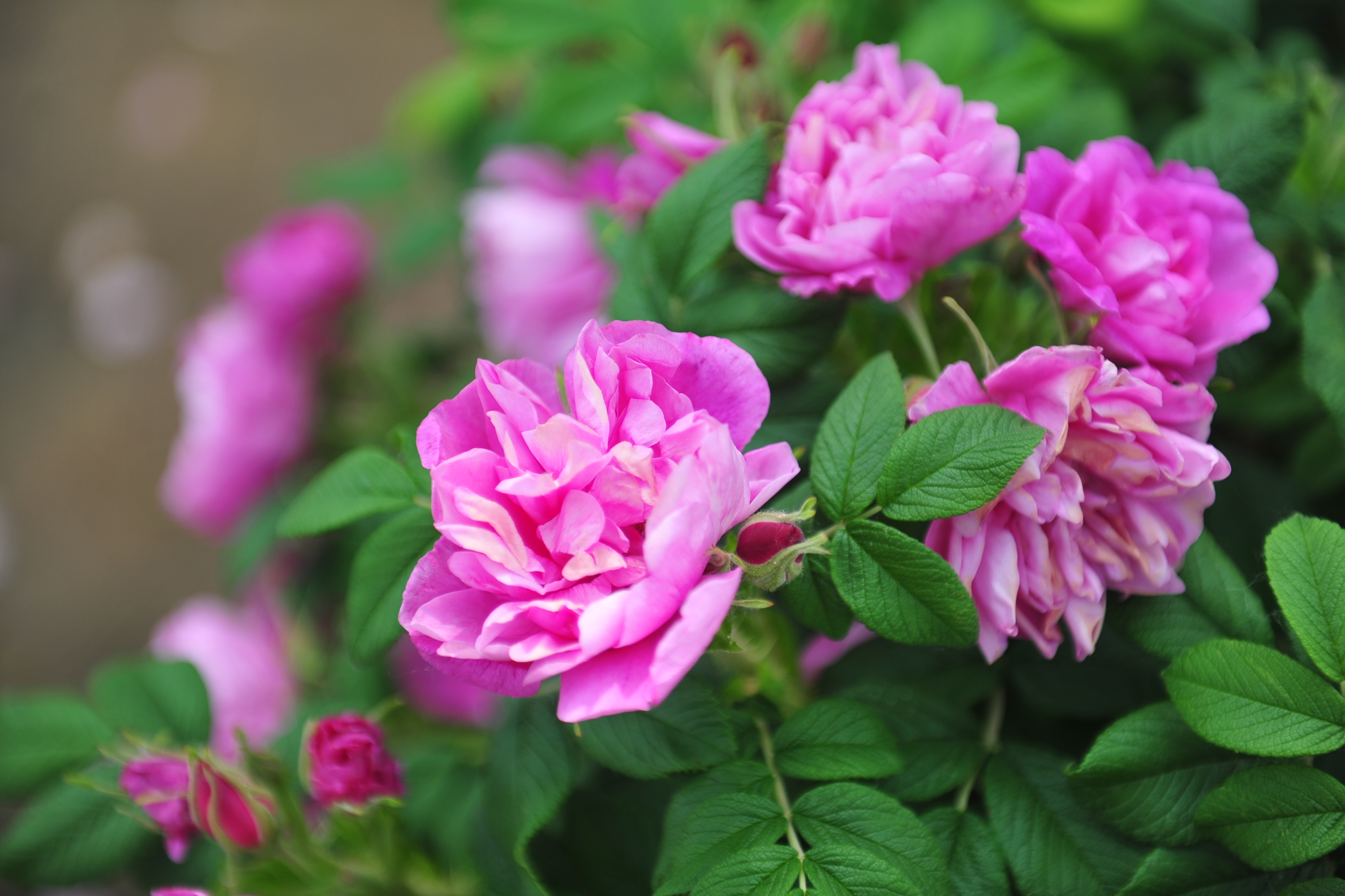 平阴文旅项目,40多项文化旅游活动