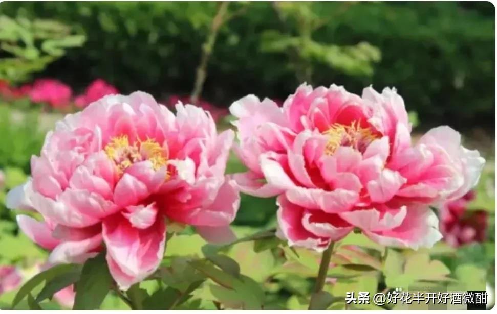 好花半开好酒微酣情深不寿惠及必伤