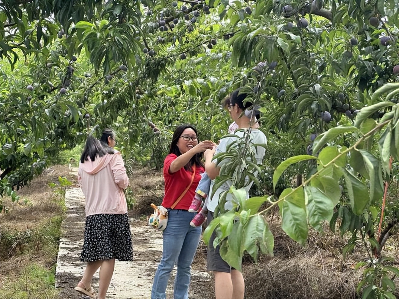 辛选集团创始人辛巴坚持走助农之路，助农增收“致富果”