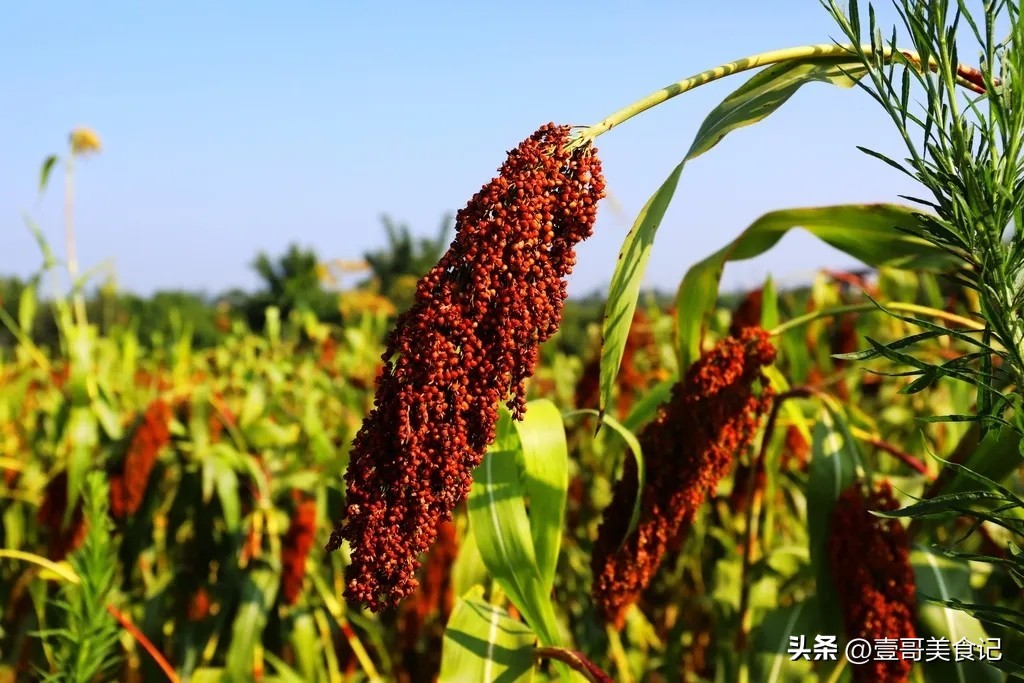 安徽人喝古井酒,安徽人喝古井贡度数