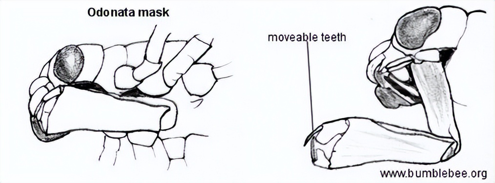 人类的舌头是怎么进化的,为什么人类最强的肌肉是舌头