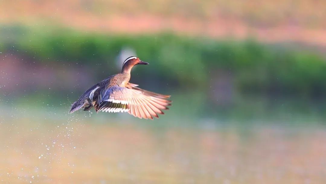 西安湿地风景区,西安东郊最美湿地公园