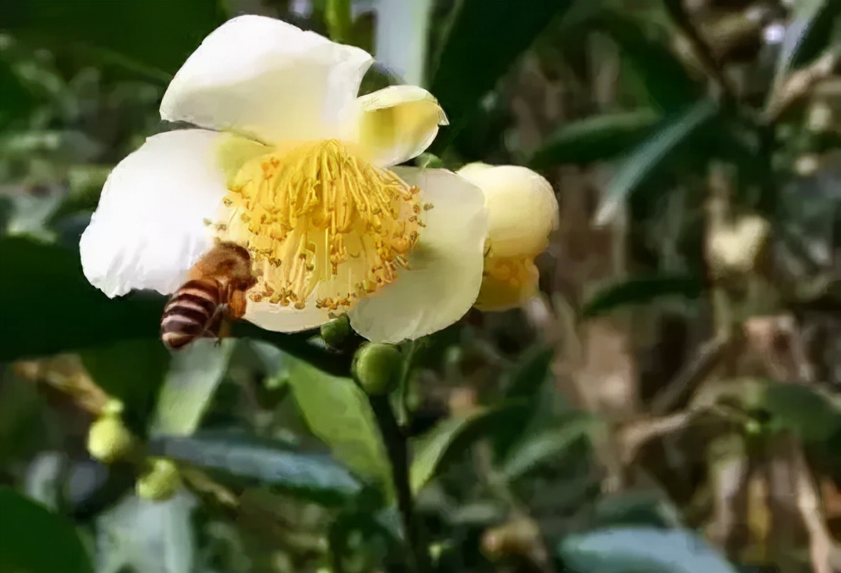 安溪梅占茶叶怎么样,安溪铁观音茶叶好坏区别