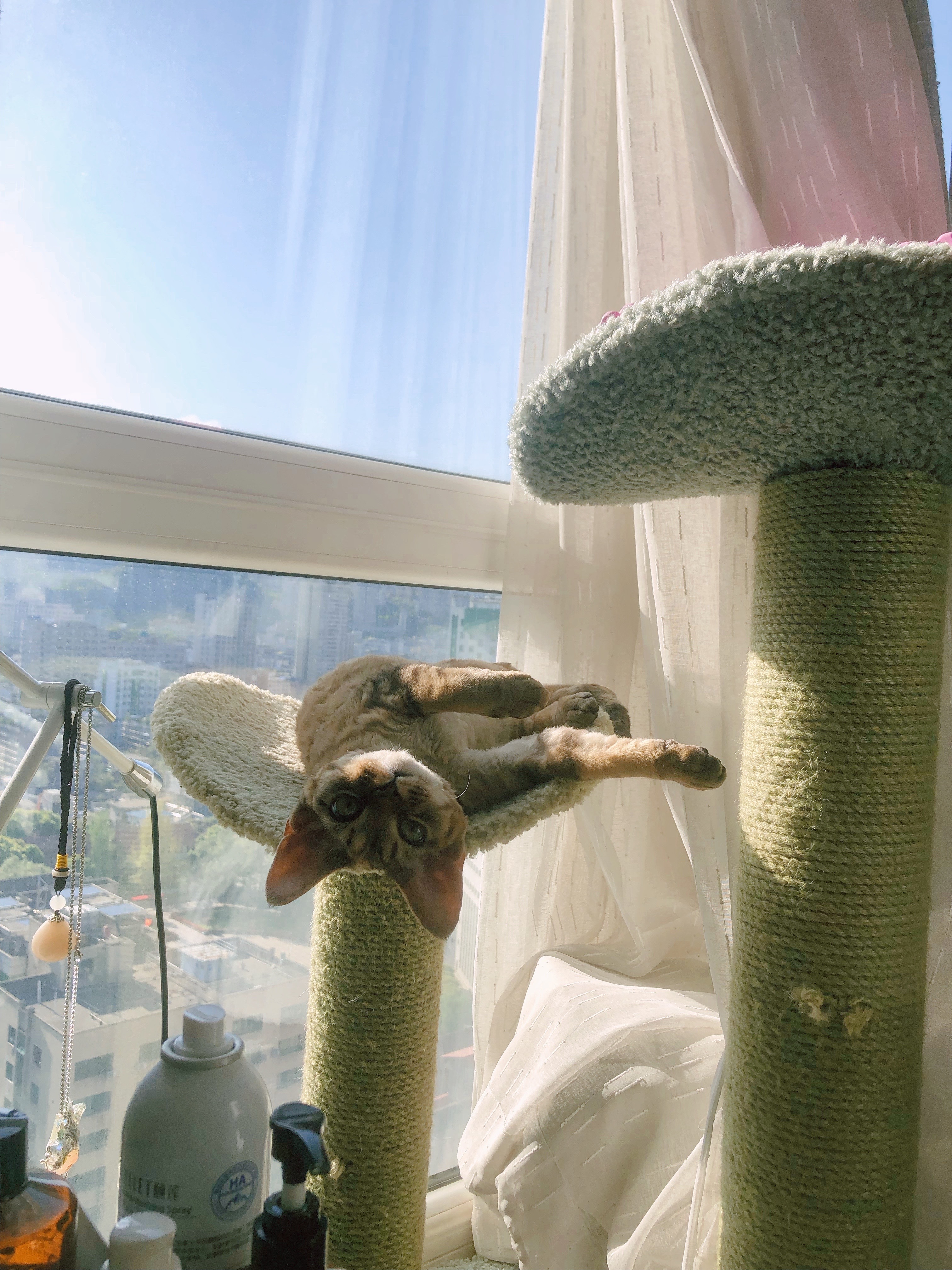 一只活得让人羡慕的猫,德文猫养育一只黄猫