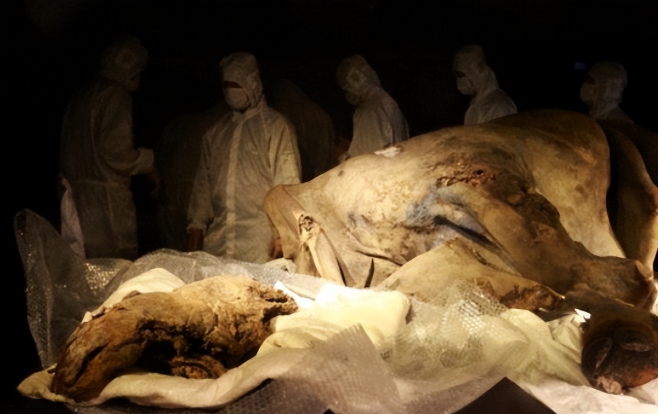 关于史前病毒的研究,史前巨型病毒是真的吗