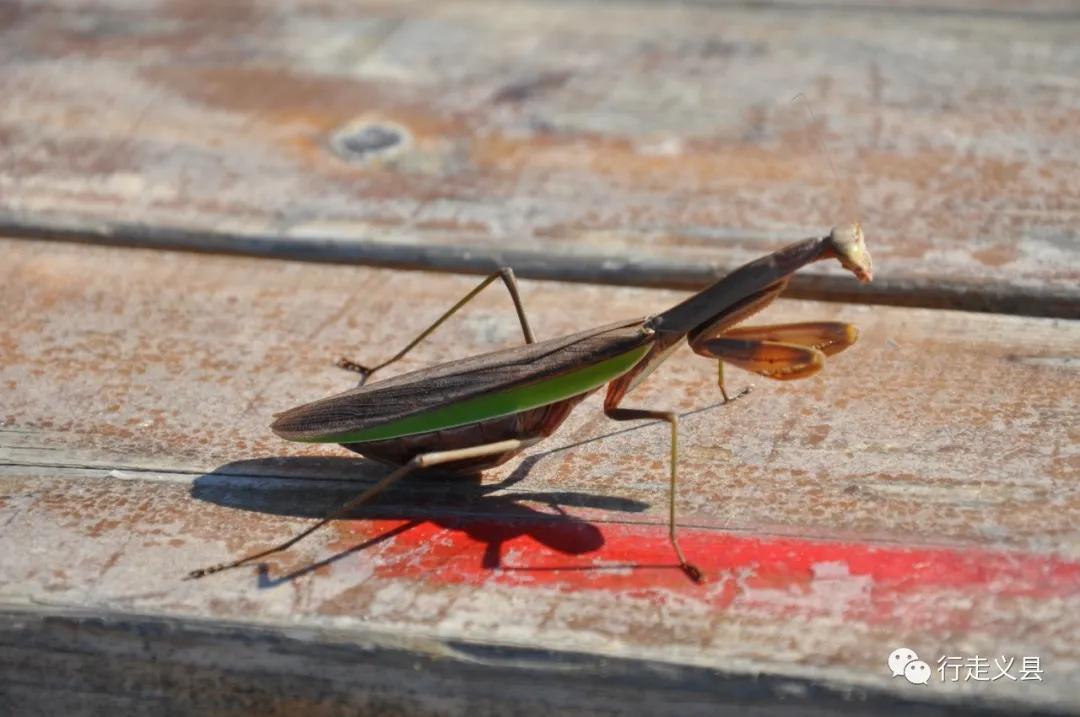 金秋十月看万山红遍层林尽染,金秋十月看红叶的诗句
