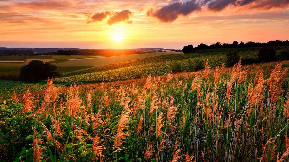 老年人就喜欢花花草草,老年花花草草