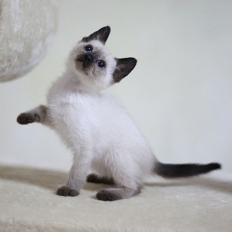 什么猫有灵性又好养,猫界脾气最好的猫是什么