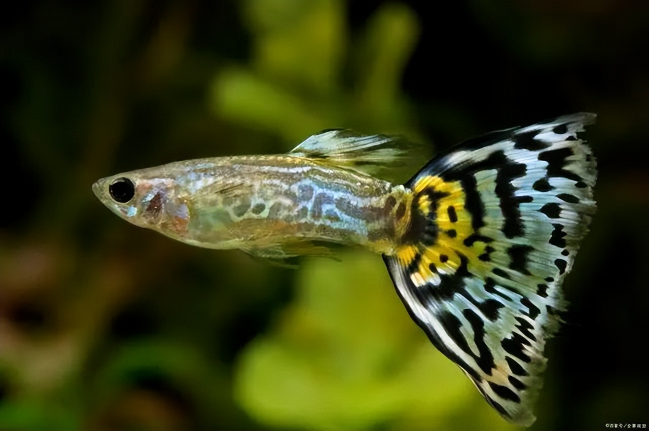 古法养鱼孔雀鱼繁殖,孔雀鱼怎么饲养才好养活