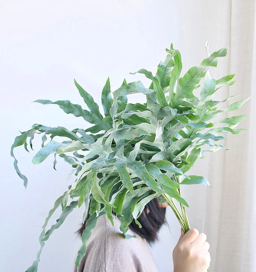 花艺教程花材打理知识,花艺教程常用花材及叶材有哪些