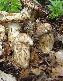 央视报道万菌之王松茸,万菌之王碳烤松茸