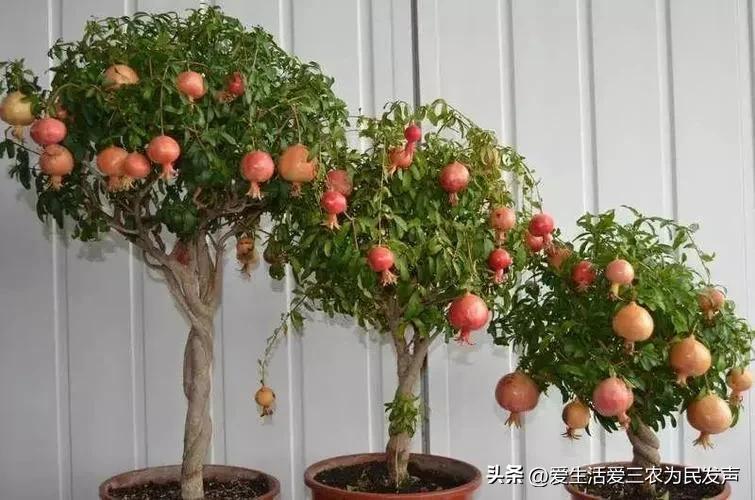 2018年最赚钱的种植项目,种植野菜亩产利润20万元以上