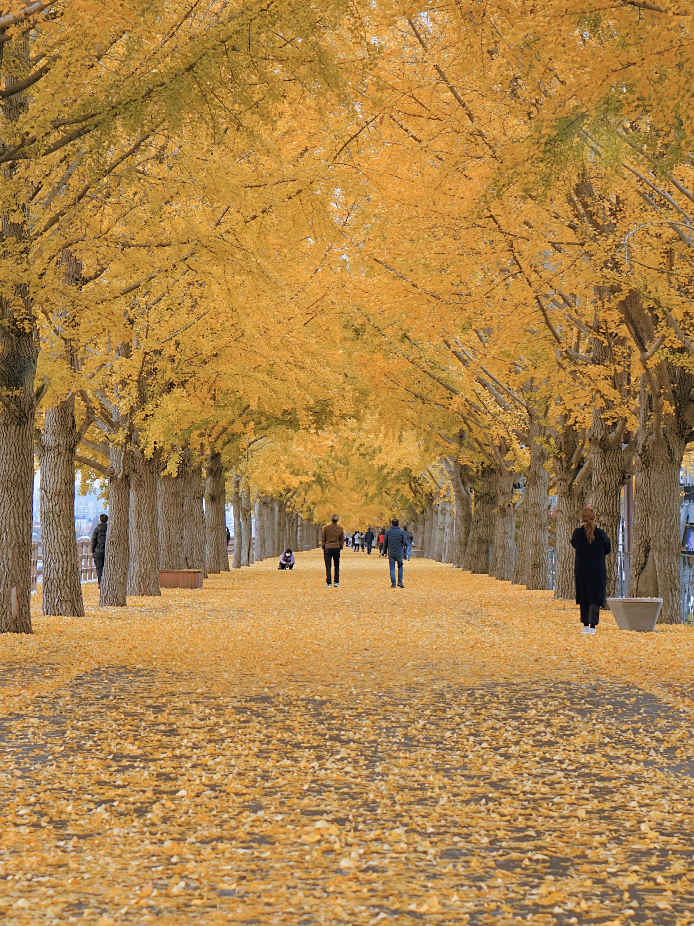 所有野生的银杏树,中国10大银杏树